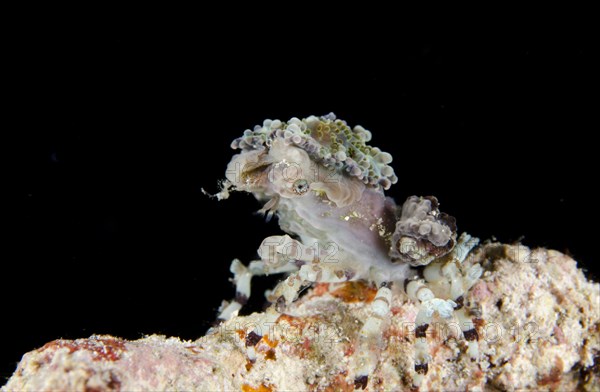 Tubercle spider crabs