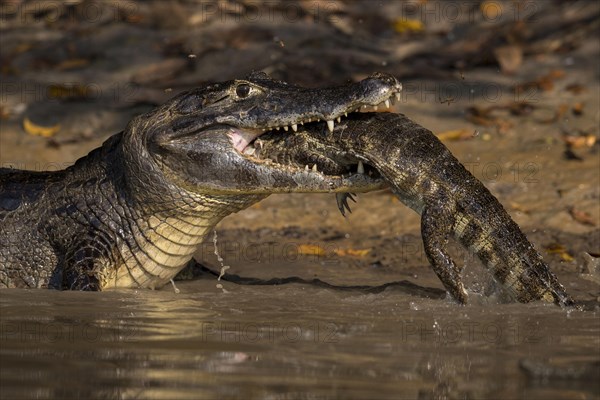 Spectacled Caiman