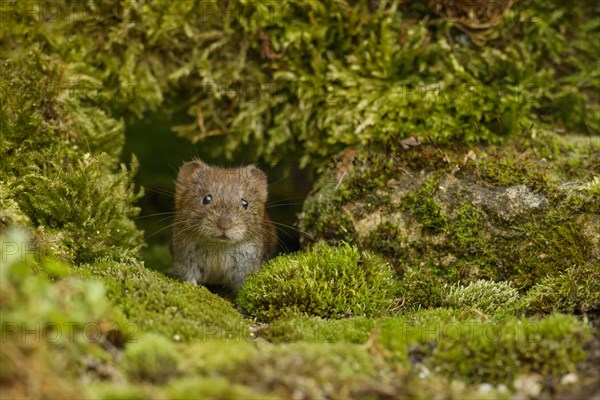 Bank voles