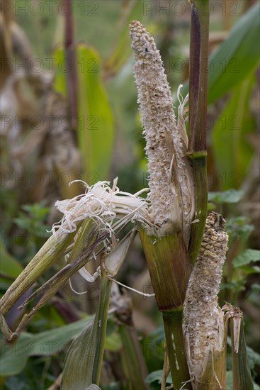 Brown rat damage to sweetcorn cobs on the plant shortly after ripening in a vegetable garden