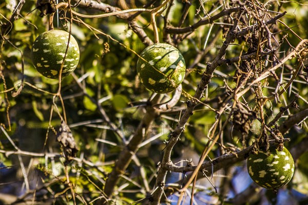 Wild calabash