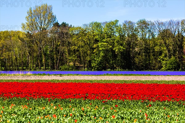 Flowering tulip fields