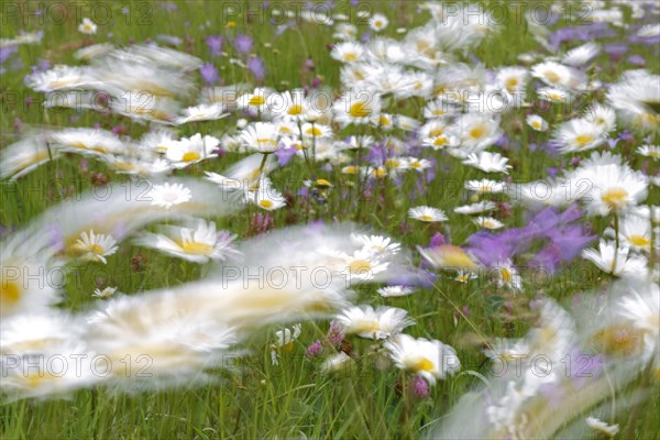 Blur experiment on a flowering meadow in summer