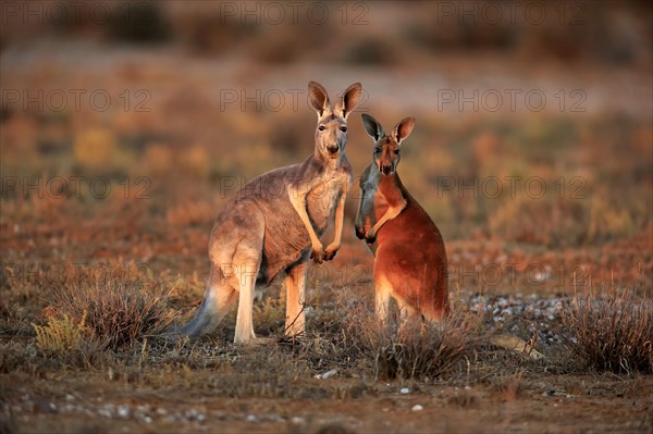 Red Kangaroo