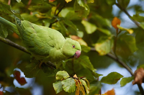 Rose-ringed Parakeet