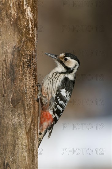 White-backed Woodpecker