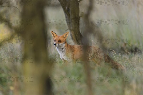 European Red Fox