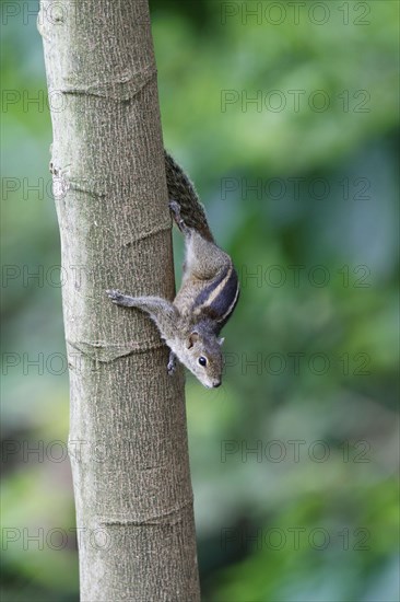 Three-striped Palm Horn