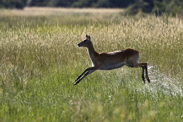 Red lechwe waterbuck