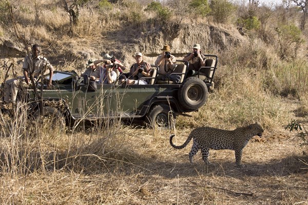 Pardusnian leopard leopards