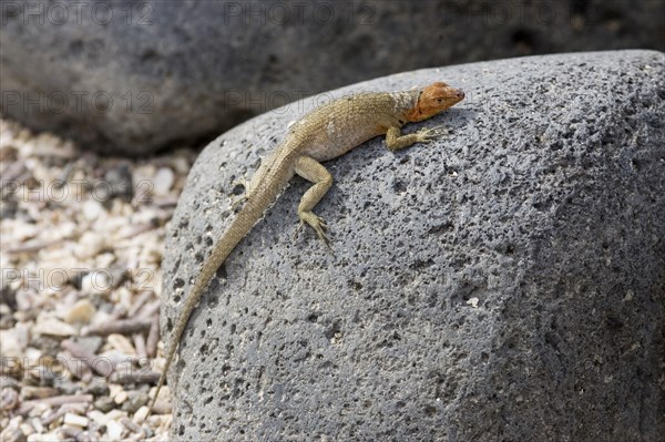 Tropidurus albemarlensis