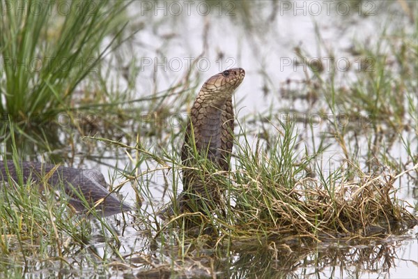 Mozambique Spitting Cobra