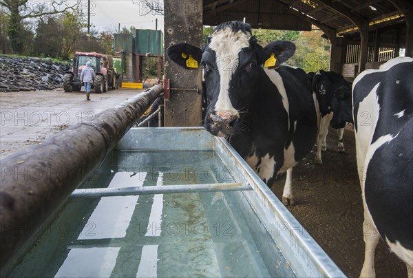 Holstein cattle