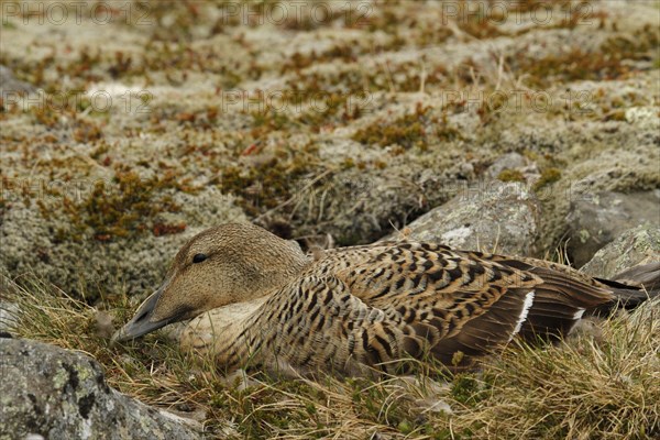 Common eider