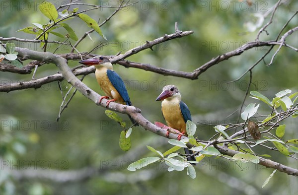 Stork-billed Kingfisher