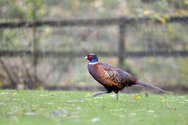 Common pheasant