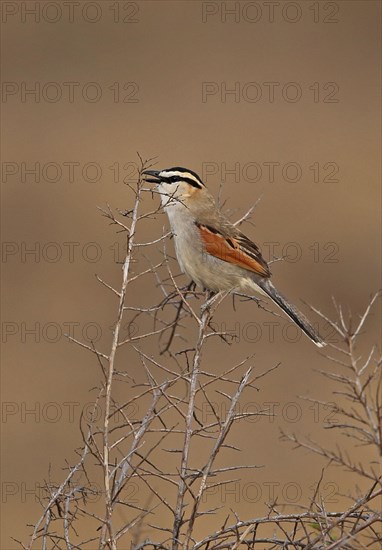 Black-crowned tchagra