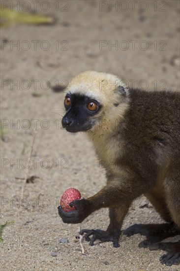 Lemur fulvus albifrons