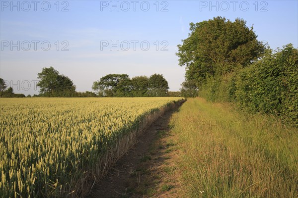 Wheat JB Diego Winter Wheat