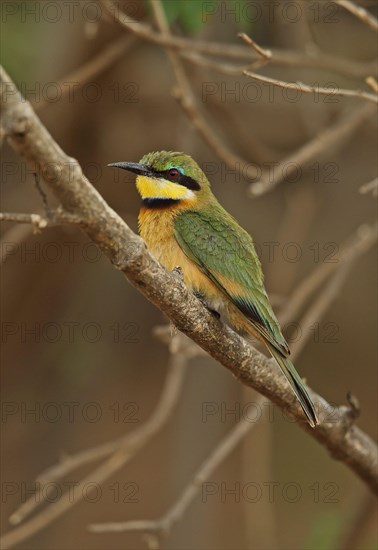 Little Bee-eater