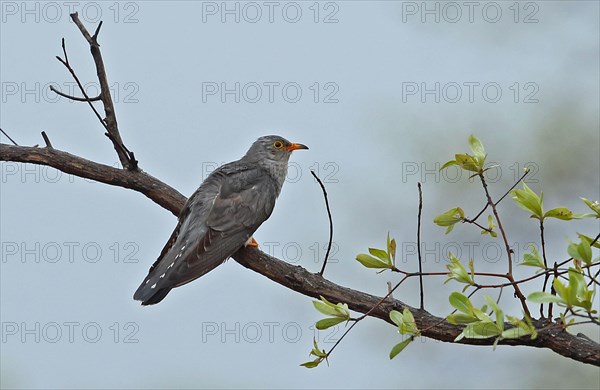 African Cuckoo