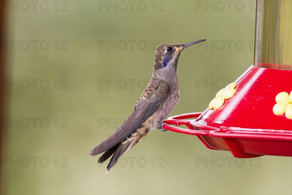 Brown violetear