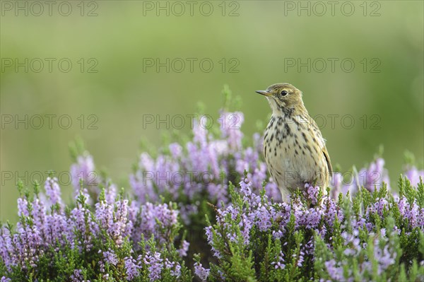 Meadow Pipit