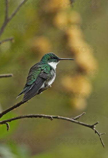 White-throated Hummingbird