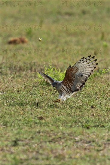 African cuckoo owl