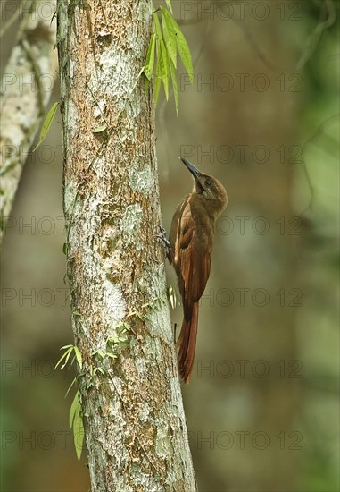 Plain brown forest treecreeper