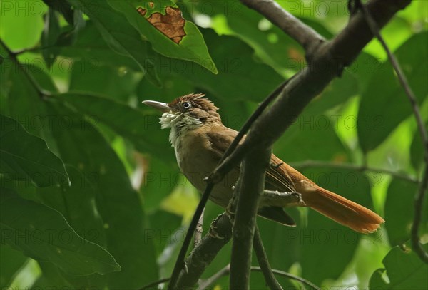 White-eyed warbler