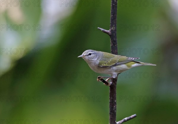 Tennessee Warbler