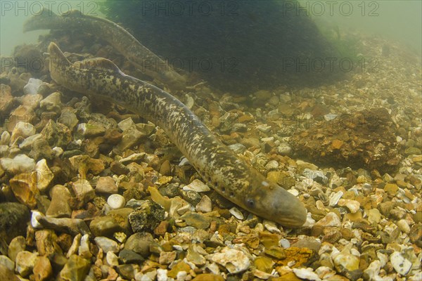 Sea Lamprey