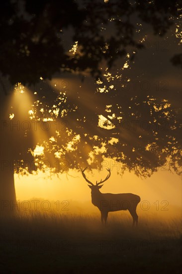 Red Deer