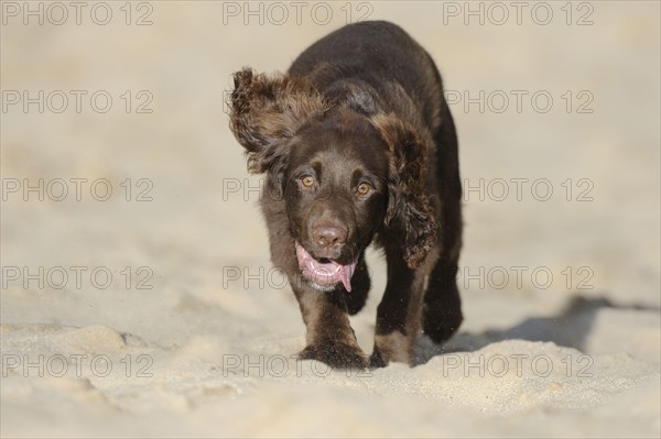 English Cocker Spaniel