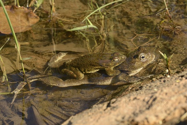 Eastern Olive Toad