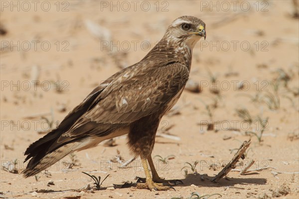 Steppe Buzzard