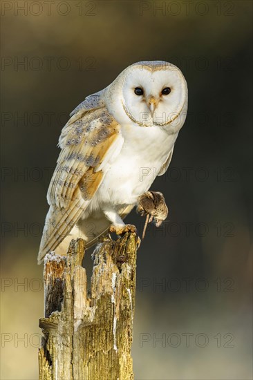 Barn Owl