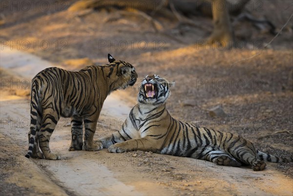 Bengal tiger