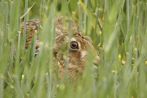 European hare