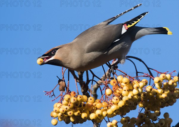 Waxwing