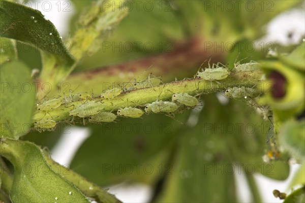 Green-striped plantlouse