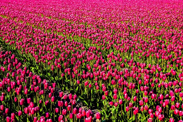 Flowering tulip fields