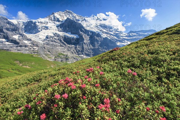 Jungfrau mit Alpenrosen