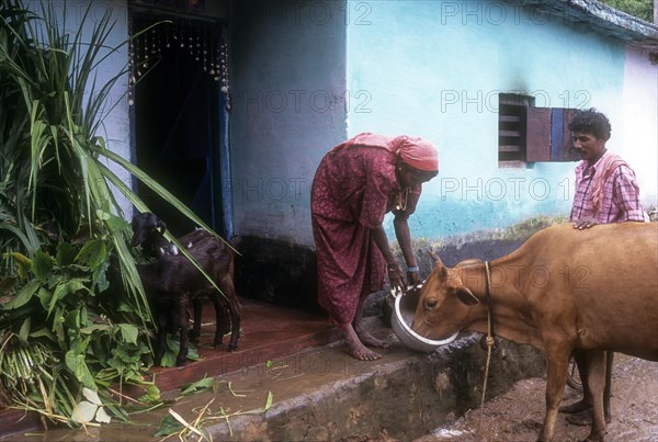 A tribal woman feeding the cow in Attapadi