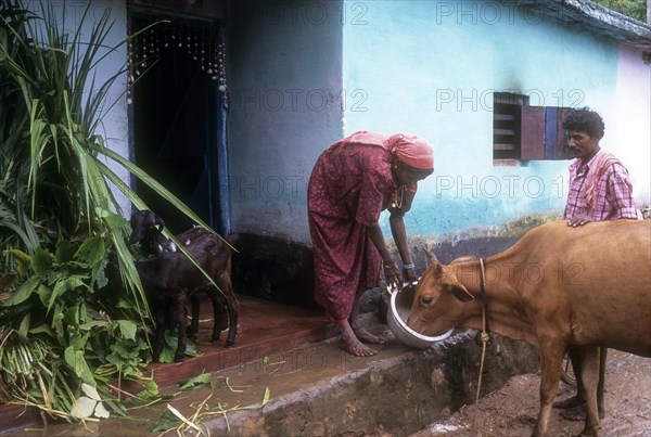 A tribal woman feeding the cow in Attapadi
