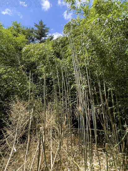 Bamboo