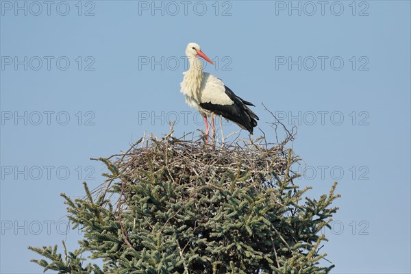 Single white stork standing in the nest in the middle of the treetop of a large spruce