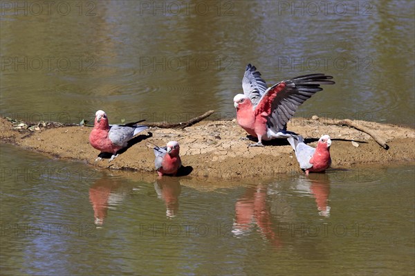 Pink Cockatoo