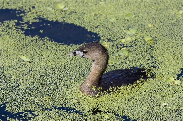 Pied-billed grebe